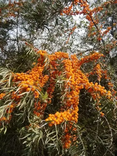 秋季沙棘林 - 美篇