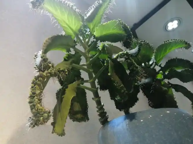 落地生根发芽了