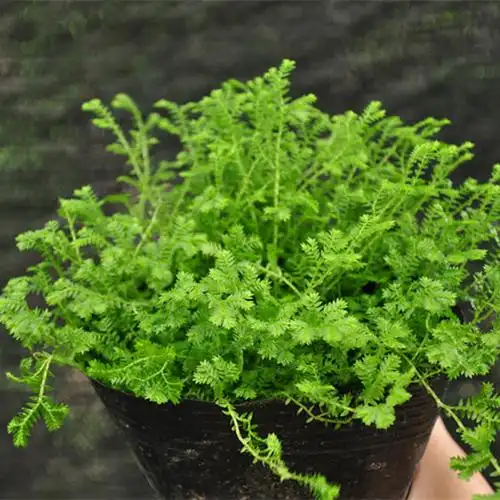 幸福草 青龙草 超耐活好养 盆栽植物 吸甲醛植物室内盆栽