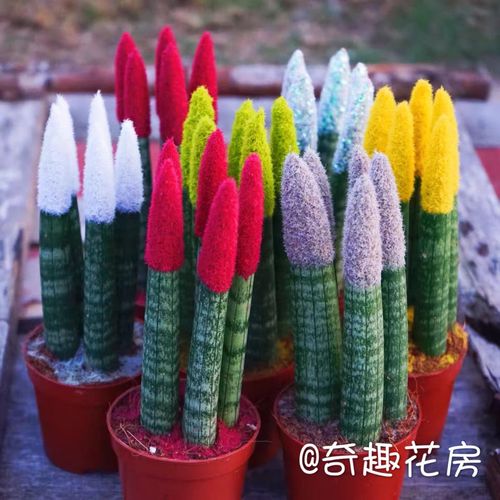 棒叶虎尾兰盆栽客厅庭院观叶植物佛前香圆叶虎尾兰盆景奇趣花房