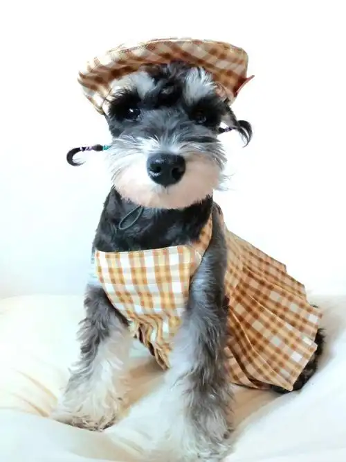 穿格纹吊带裙的雪纳瑞可爱到了我的心巴上