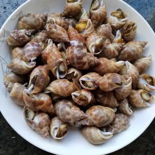 白灼黄螺,螺肉鲜嫩爽脆,一口一个停不下来