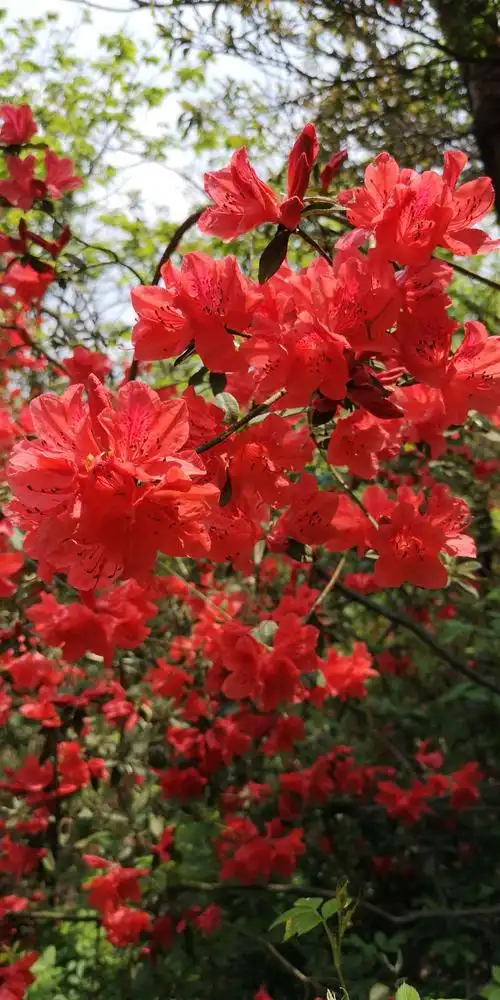 映山红之美 - 美篇