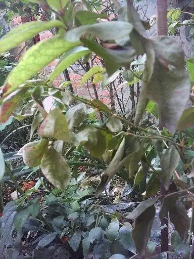 求助,蓝莓树怎么了