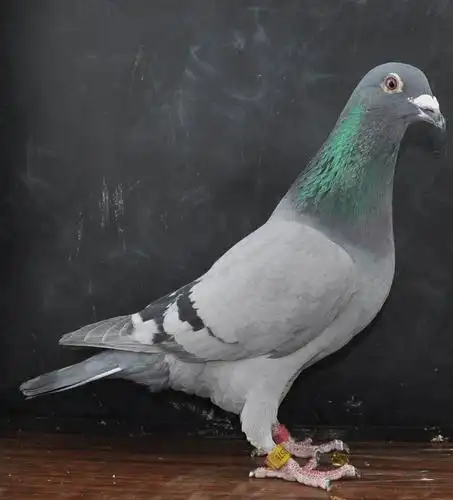 世界鸽王家族-宝马576 保证金级 拍卖