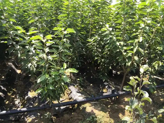 供应大厅  种子种苗  樱桃苗  商品详情 拥有自己的专业樱桃树苗种植