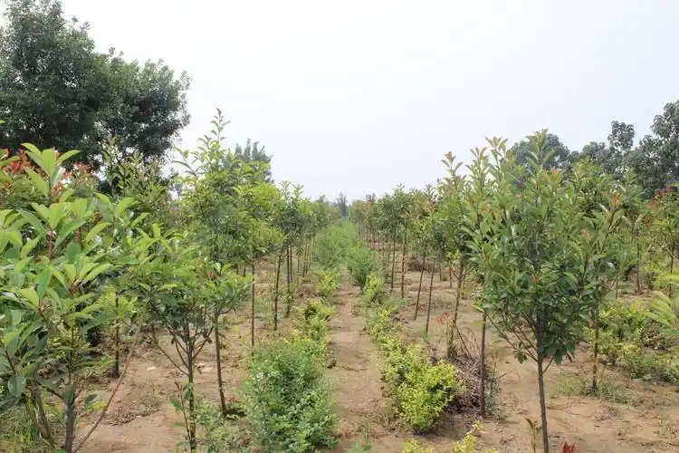 河南省绿洲园林有限公司广武苗圃建设基地已颇具规模