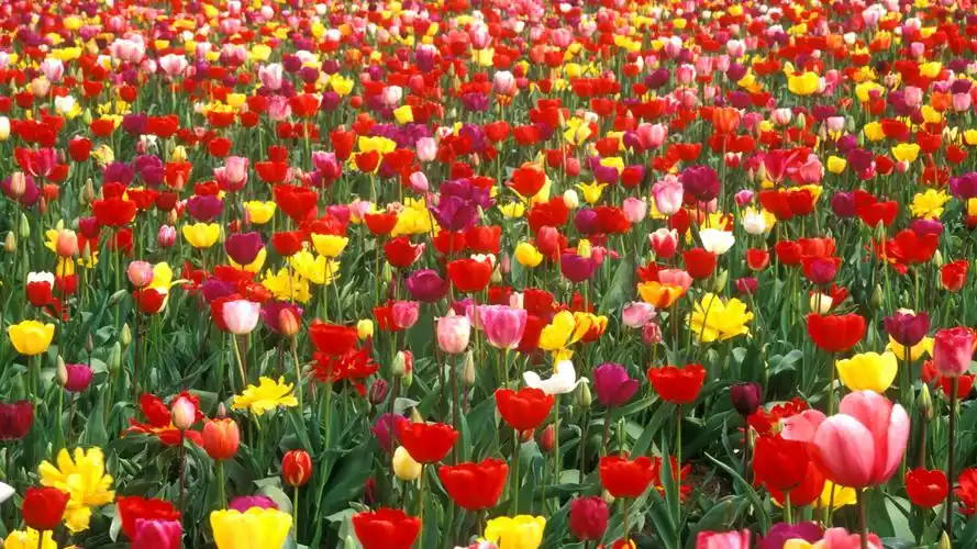 colorful tulip garden.jpg