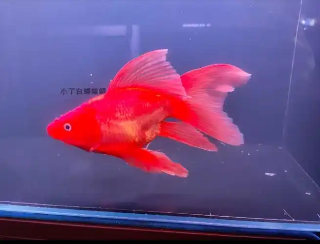 蝴蝶水族火红鲤大长尾球体龙凤锦鲤活体淡水鱼