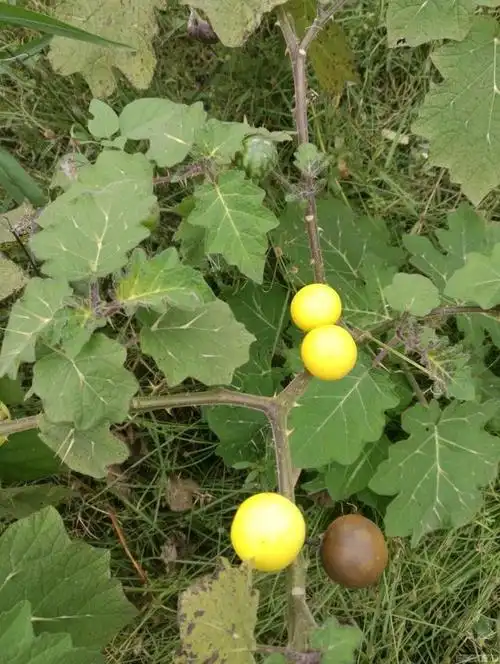 黄果茄是一种什么样的植物