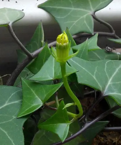 展开全部 常青藤是开花的,二十年第一次见到,是自己盆栽的,这是刚拍