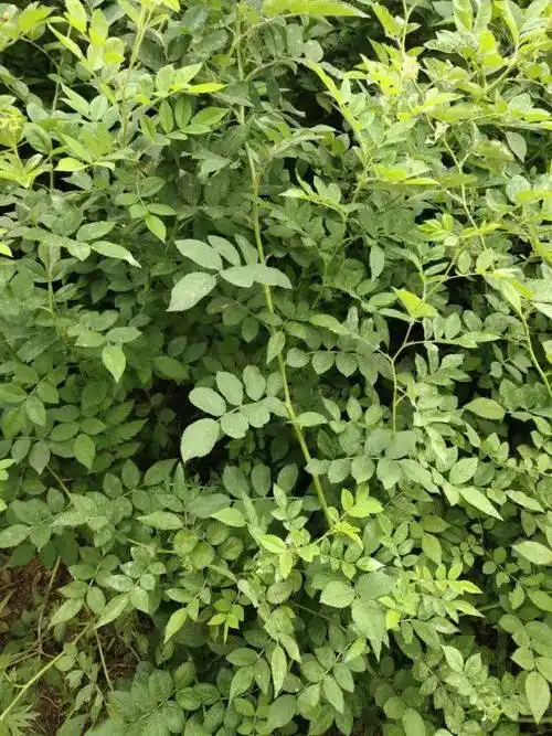 5米红花蔷薇价格表