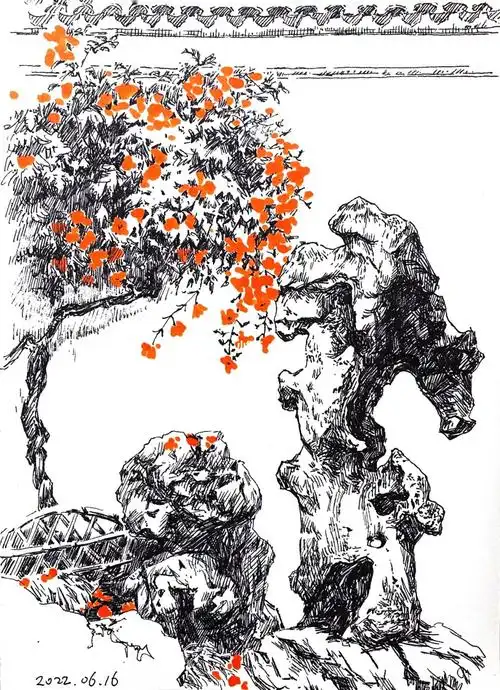 湖石旁怒放的凌霄#风景速写  #原创手绘  #苏州园林 #网师园