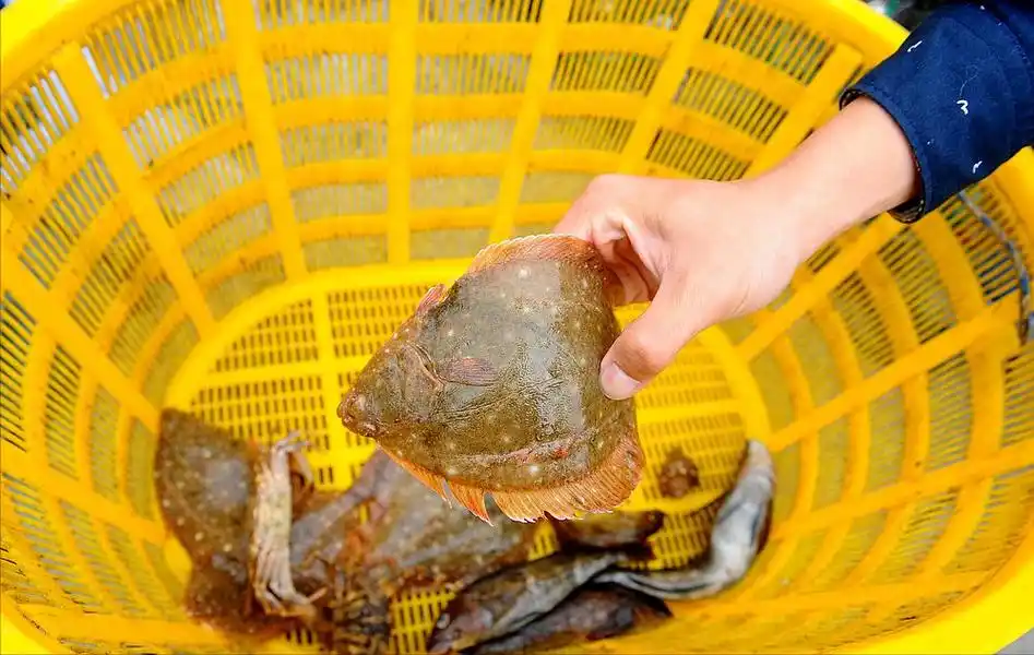 浙江宁波钓鱼人钓到80斤沙板鱼,卖9000块,不好吃还能卖这么贵?