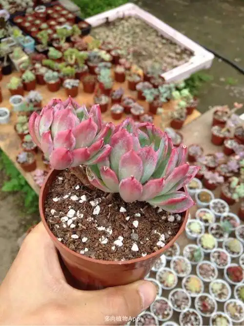 多肉图林大棚肉肉出售,一物一拍,有兴趣请加棚主微信180-2727-4590