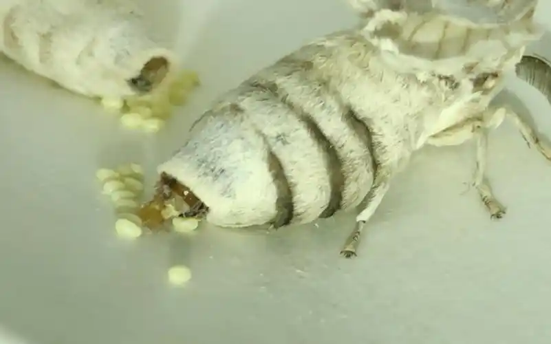 蚕蛾产卵全过程(2p倒放)