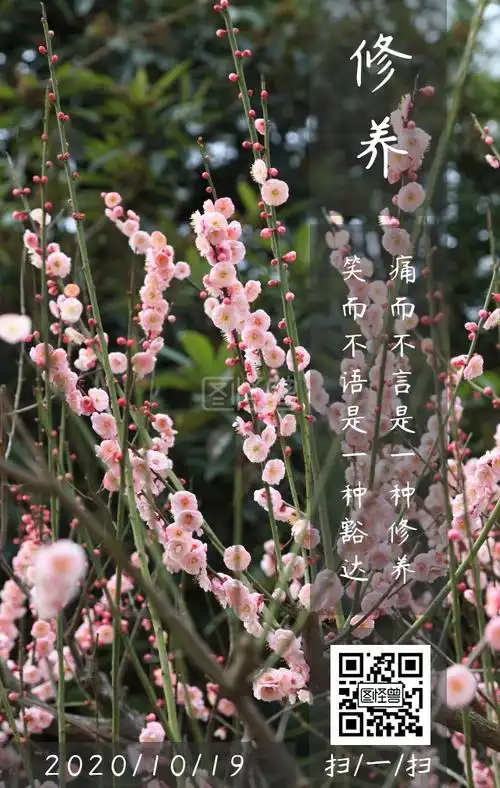 修养修身养性十月古风花瓣日签