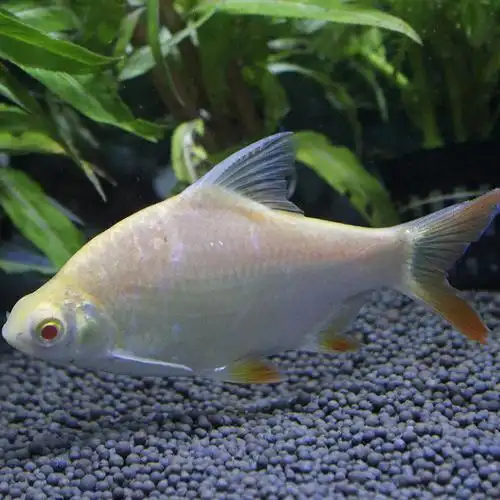 泰国双线淡水鱼宠物观赏鱼热带鱼活体好养鱼