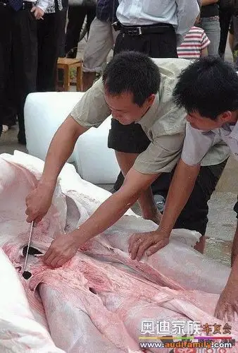 吃人水怪大曝光