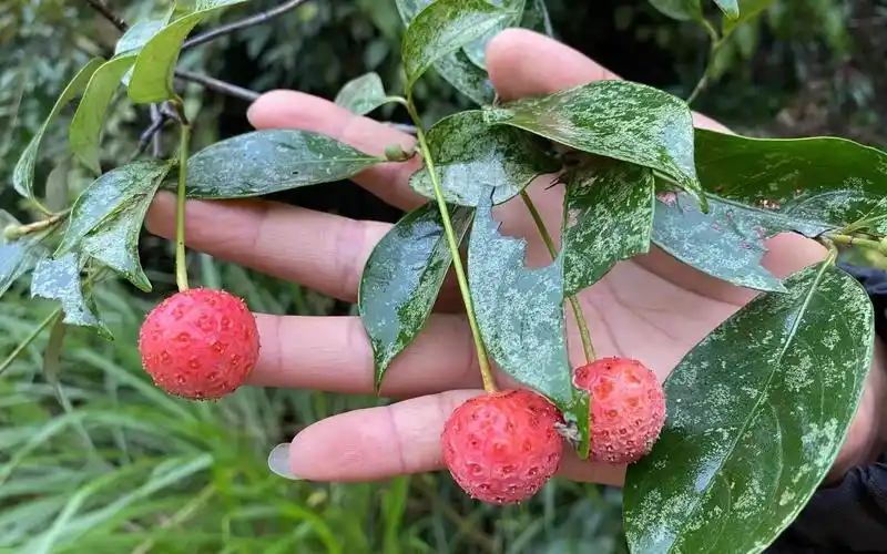 农村山上这种名贵野果,造就了1个百万富翁,大家一起来了解下