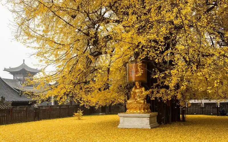 寺庙|银杏树|观音禅寺_新浪新闻