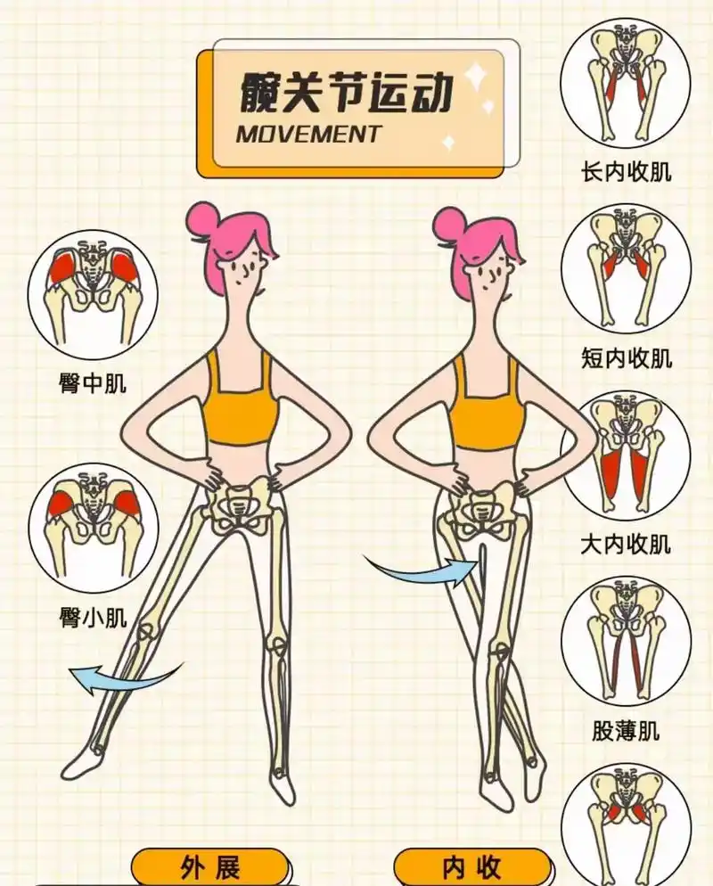 髋关节的主要运动及原动肌: 1屈曲 (原动肌:髂腰肌,股直肌 - 抖音