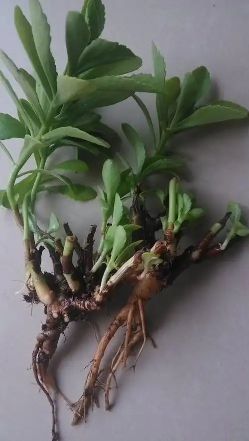 gēn别名生三七,广三七(《南京民间药草》),小种三七,三百棒(《贵州