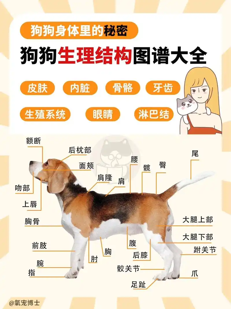 狗狗各项生理结构图谱大全 |重新认识狗狗.
