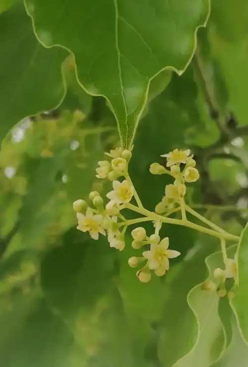 香樟树花开香气四溢