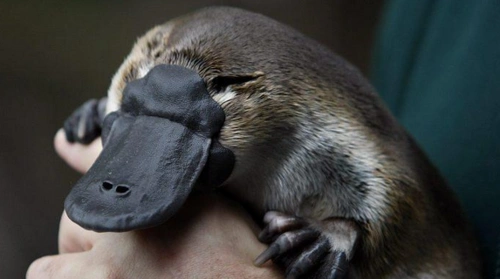 鸭嘴兽灭绝了吗 鸭嘴兽图片大全