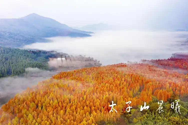 现在正是太子山国家林公园观赏红杉最好的时节,欢迎你的到来