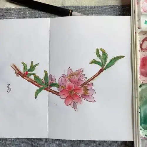 水彩钢笔淡彩画桃花呀