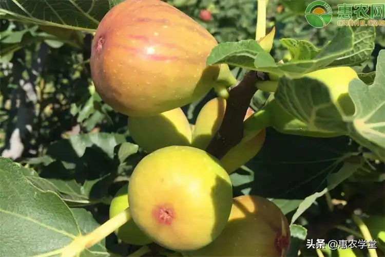 无花果哪个品种耐寒好吃无花果哪个品种最好吃