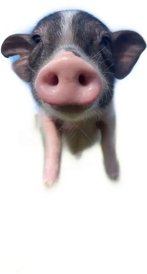 小香猪成"萌宠",给深圳这家幼儿园带来了许多生机