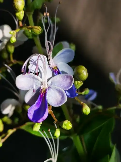 王光霞的美篇,咏蓝蝴蝶花