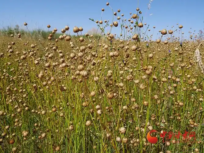 山丹:亚麻种植带动群众增收致富