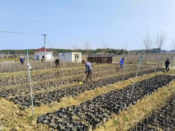 高淳固城苗木产业枝繁叶茂甜蜜柿业助力乡村振兴
