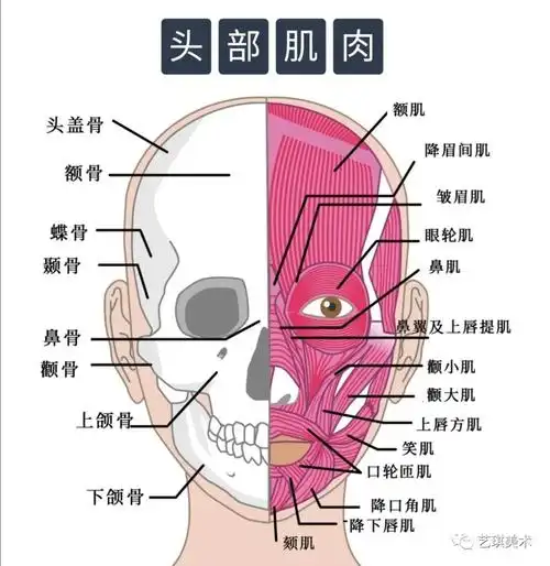 超牛的素描头部结构解析【组图】