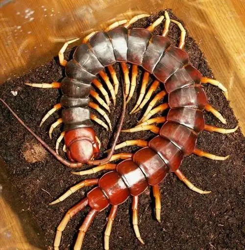 真的蜈蚣猛士,能猎杀飞行的蝙蝠