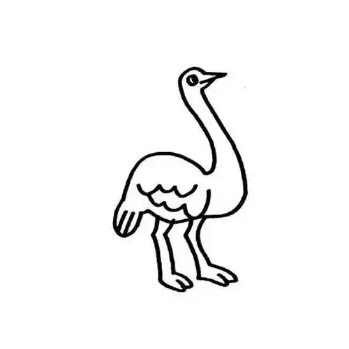 鸵鸟简笔画 鸵鸟简笔画图片