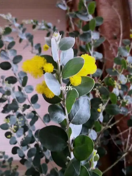 你见过尤加利开花吗我见过啦