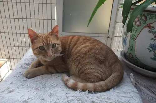 家里有4只猫咪,照顾起来太费神了.我可送猫粮和它平时用的碗和垫子.