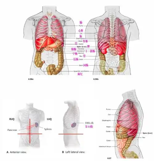 这个脏器的淋巴组织最多,手术时需注意!