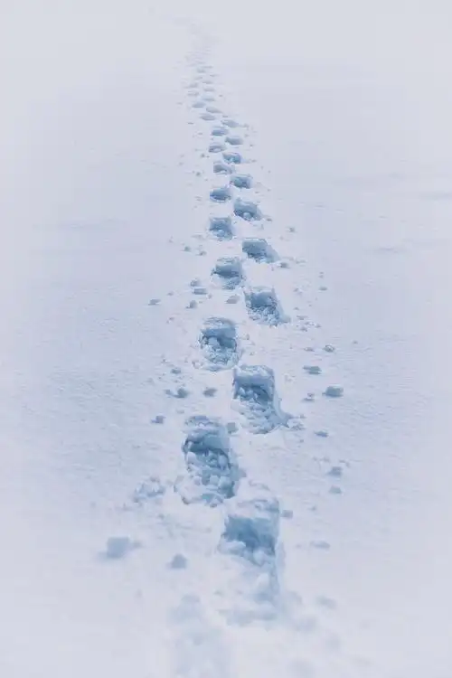 雪中的足迹
