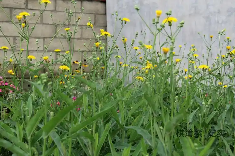 农家的曲麻菜开花了.