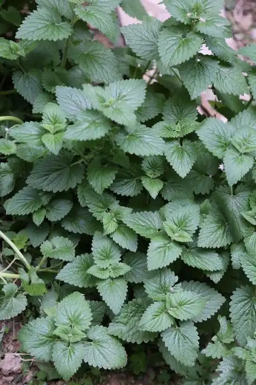 香草是什么植物香草的药用功效与作用