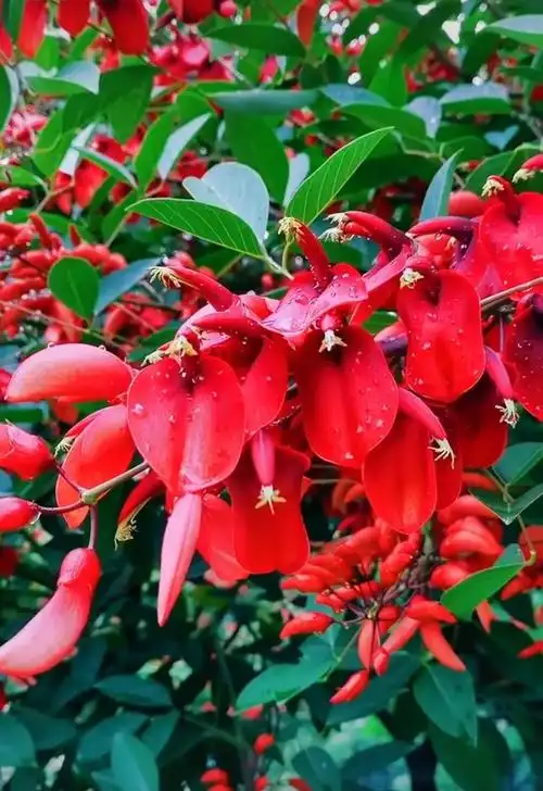 鸡冠刺桐又称象牙红,花朵鲜红,耀眼夺目红红火火,自带喜庆
