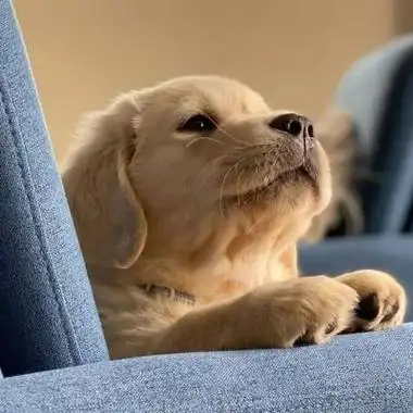 超萌的高清可爱狗狗头像图片