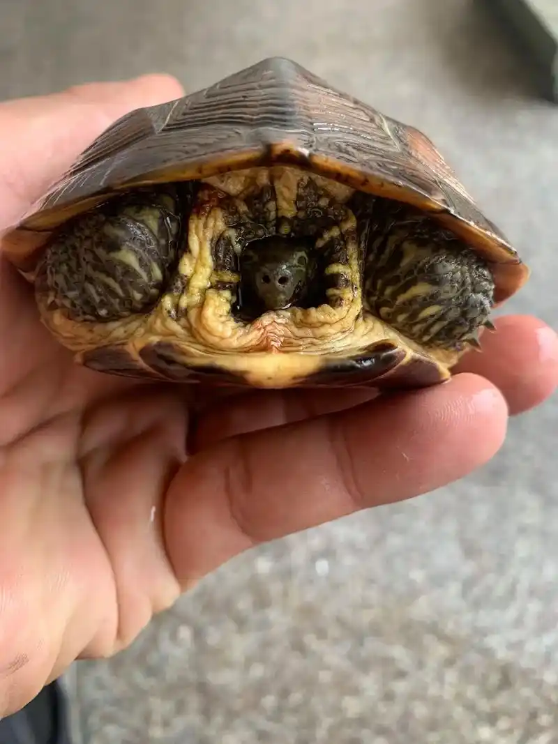 黄肉草龟 今日出水,高系黄肉种母 - 抖音