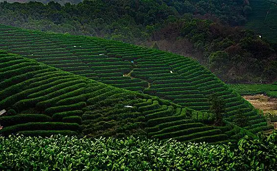 龙井茶树图片_龙井茶树图片大全_龙井茶树图片素材